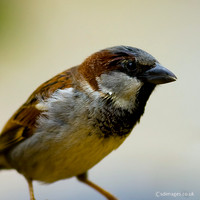 House Sparrow