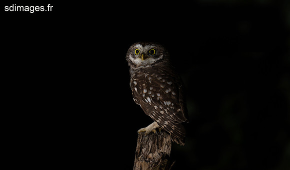 DSC_2147