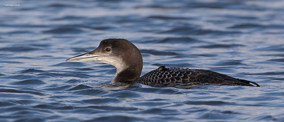 0Y2A0003