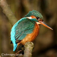Birds K-O