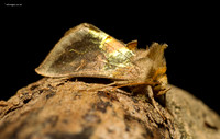 Burnished Brass