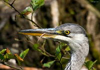 Grey Heron