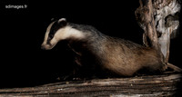 Badger