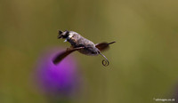 Hummingbird Hawk moth