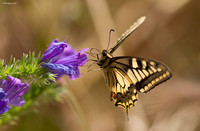 Common Swallowtail