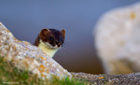 Stoat