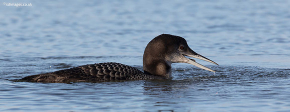 0Y2A9557
