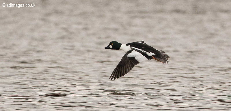 0Y2A7739