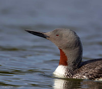Red Throated Diver