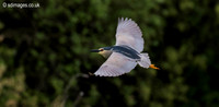 Night Heron