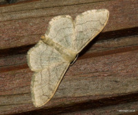 Riband wave