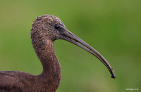 Glossy Ibis