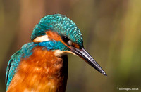 Kingfisher