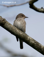 Spotted Flycatcher