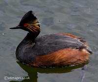 Black Necked Grebe