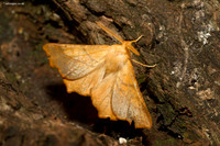 Dusky Thorn