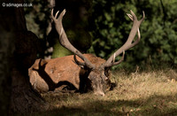 Red Deer