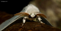 Black V Moth