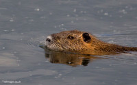 Mammals in France