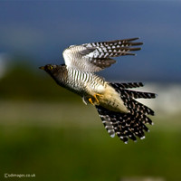 Cuckoo