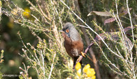 Dartford Warbler