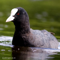 Coot