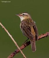 Sedge Warbler
