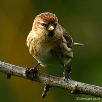 Redpoll