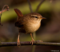 Wren