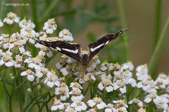A92X7451