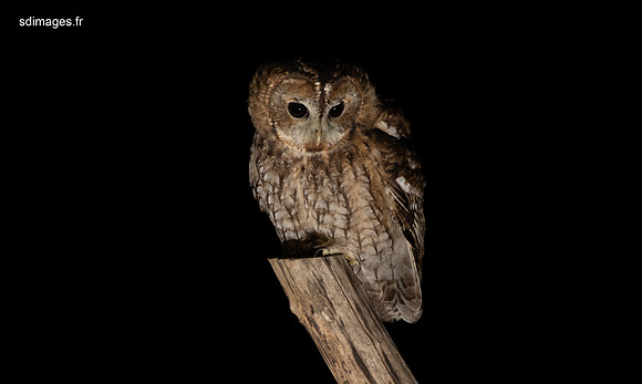 214A0637-CR3_DxO_PRIME