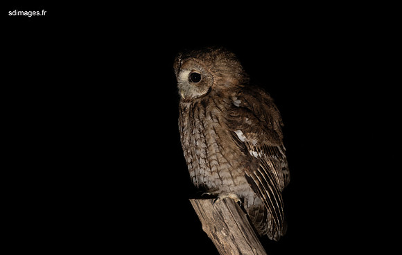 214A0681-CR3_DxO_PRIME