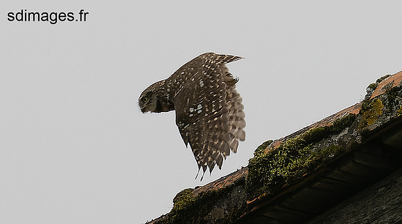 P3035981-ORF_DxO_DeepPRIME
