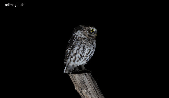 214A0626-CR3_DxO_PRIME