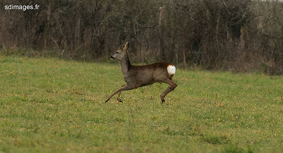P2174314-ORF_DxO_DeepPRIME