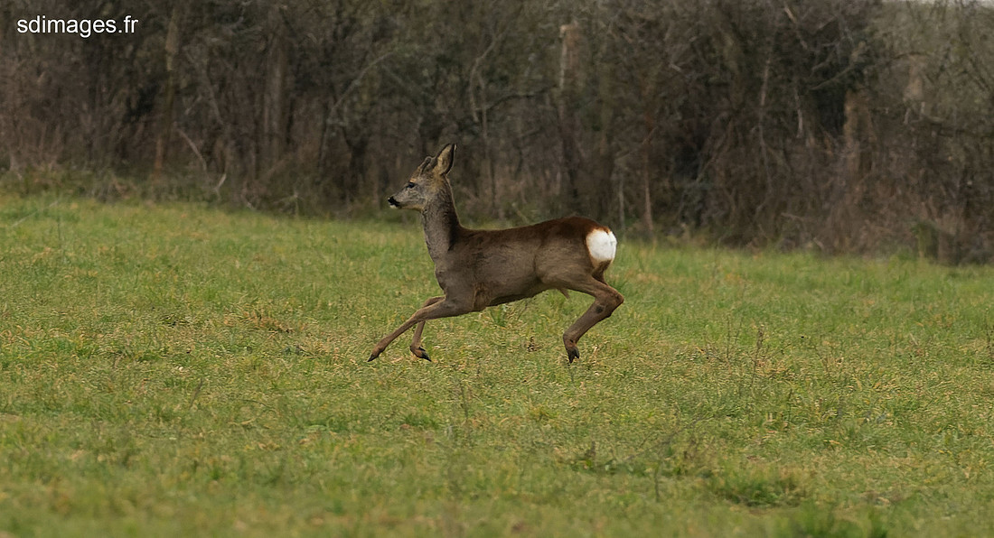 P2174314-ORF_DxO_DeepPRIME