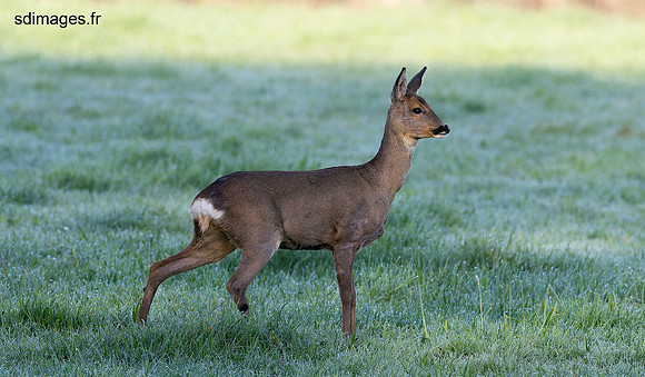 P3202164-ORF_DxO_DeepPRIME