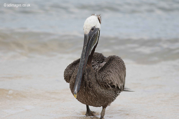 0Y2A2992