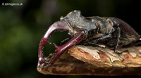 Stag Beetle