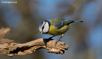 Blue Tit