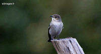 214A0297-CR3_DxO_DeepPRIME