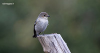 214A0258-CR3_DxO_DeepPRIME