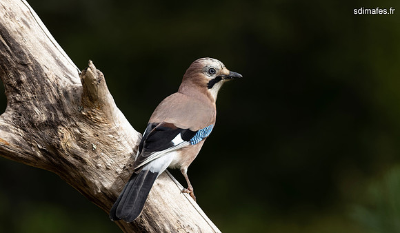 214A1843-CR3_DxO_PRIME