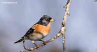 Brambling