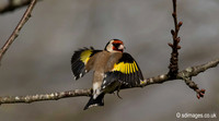 Goldfinch
