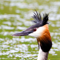 Great Crested Grebe