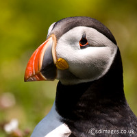 Puffin