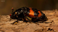 Sexton Beetle