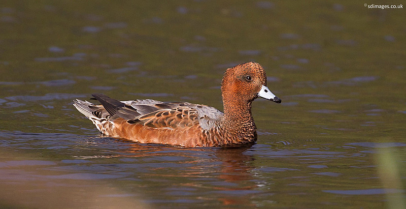 A92X5547