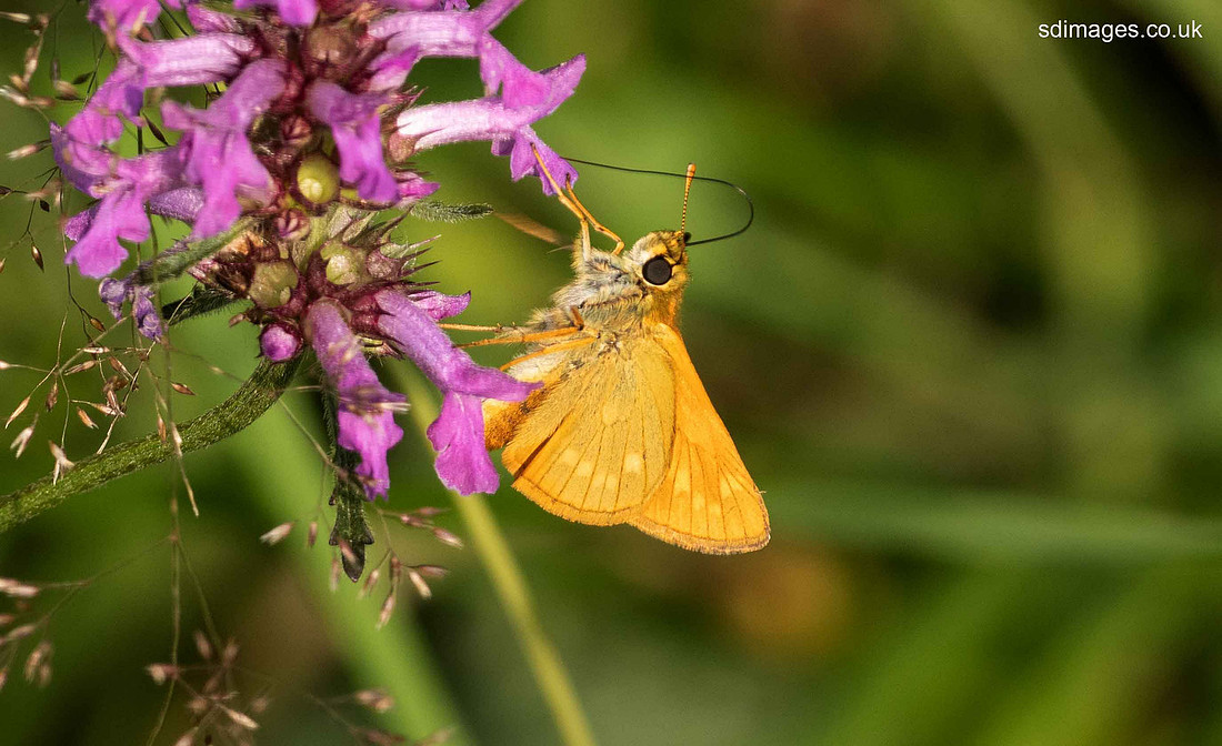 P7230240